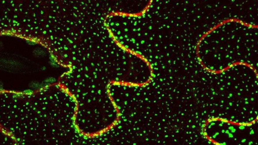 Identifican un mecanismo que permite a las plantas responder al estrés ambiental continuo