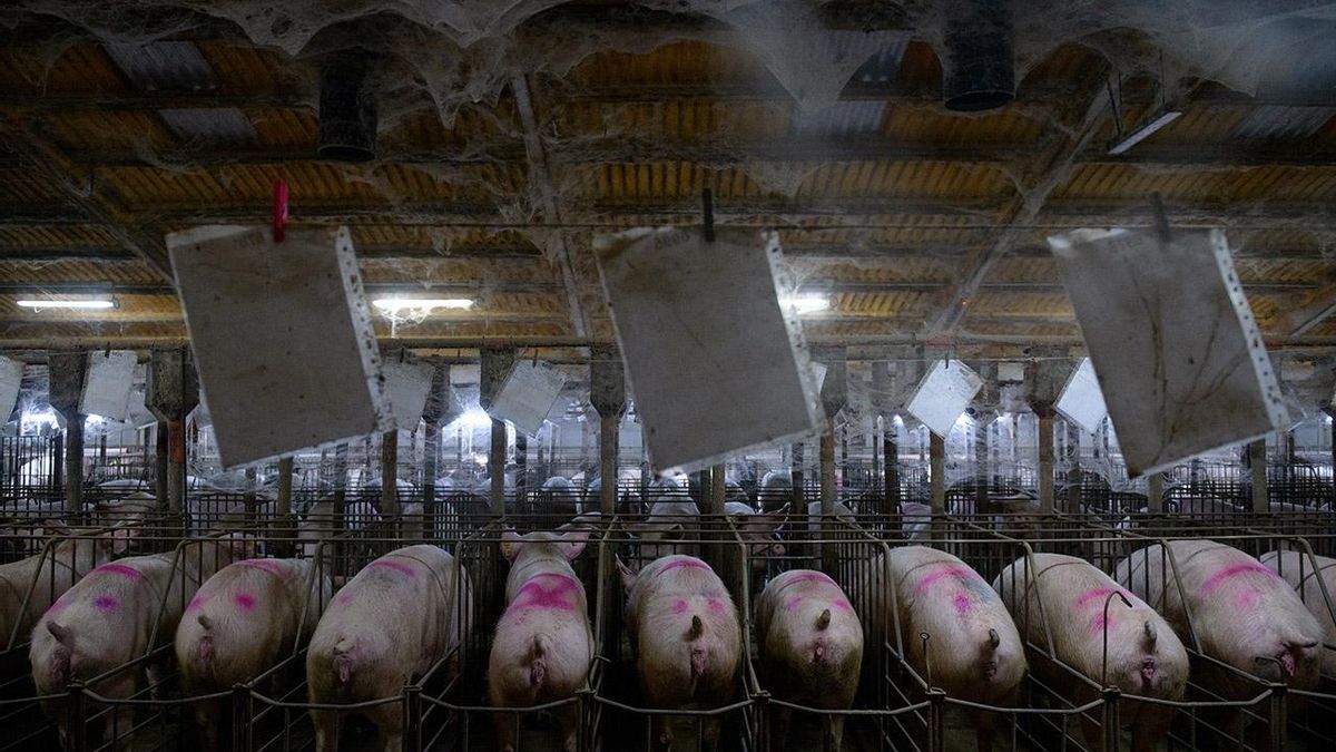 El punto de vista de los cerdos sobre la peste