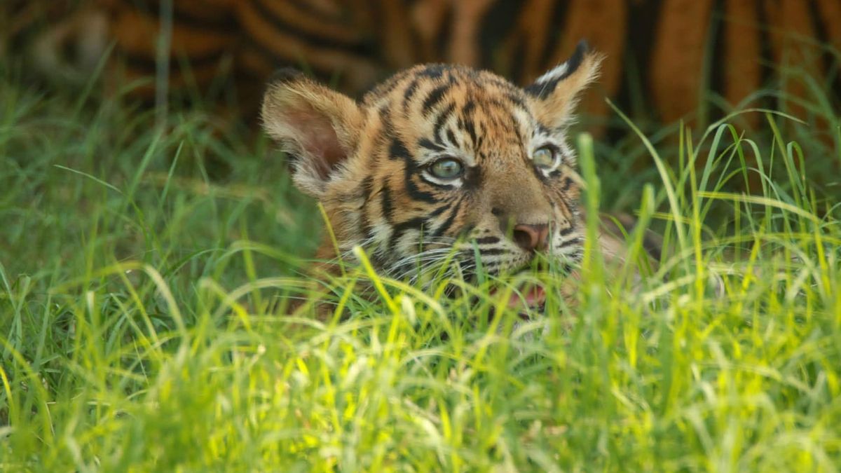 Nacen en Grecia tres tigres de Sumatra, el más amenazado del mundo: “Un rayo de esperanza”