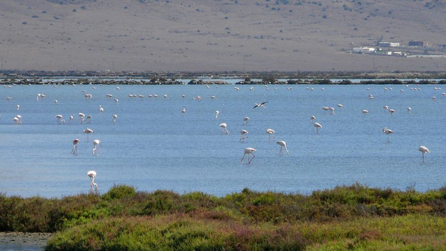 Flamencon en Las Salinas de Almadraba.