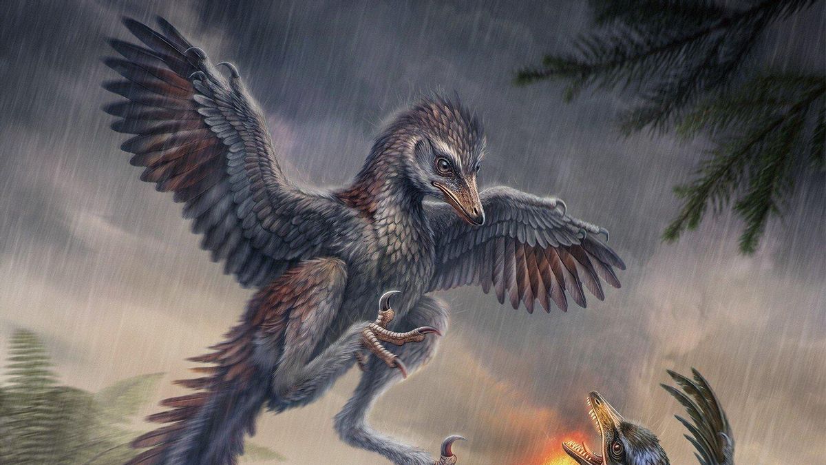 Descubren en China un ave de hace 150 millones de años que cambia lo que sabíamos sobre la evolución del vuelo