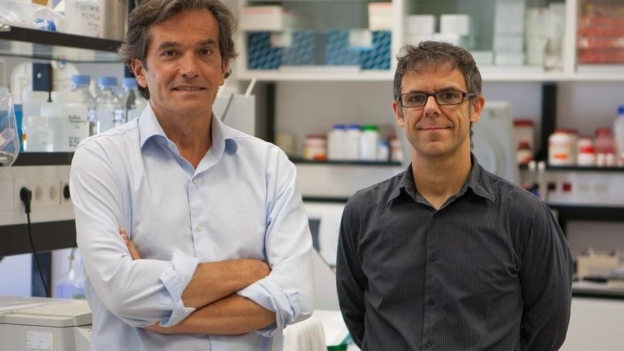 El CIMA identifica que una proteína implicada en la enfermedad de Crohn participa en el desarrollo de un tipo de linfoma