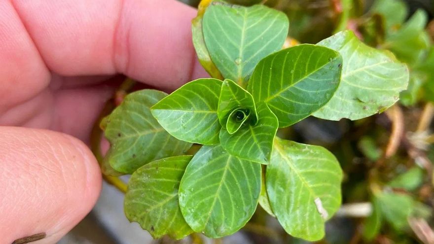 La Confederación detecta una nueva especie invasora en los embalses del Guadiana