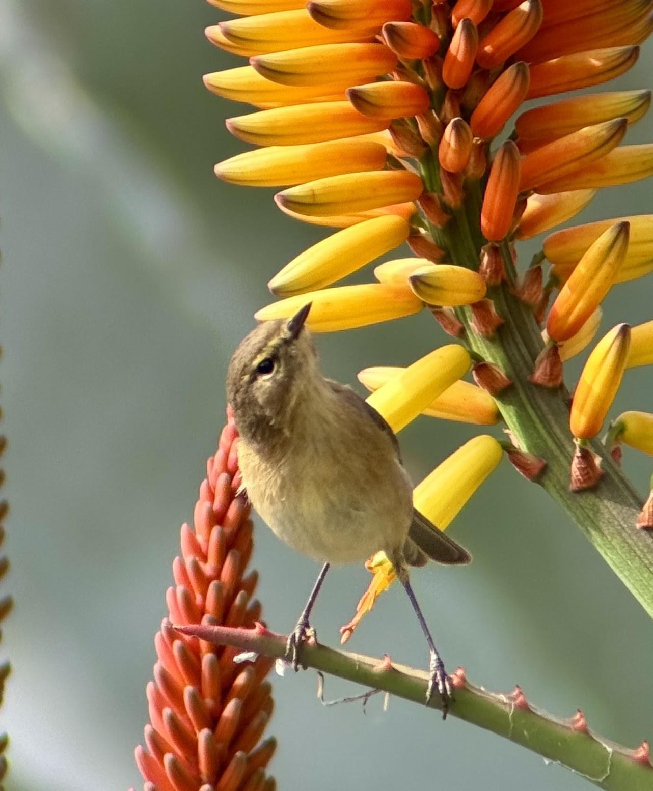 Mosquitero canario (Phyllos copus canariensis), especie endémica de Canarias. ULRICH GÖTZ ROTH