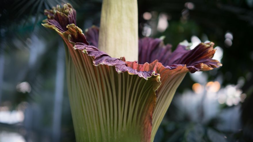 El curioso caso de la flor cadáver: por qué tiene un olor fétido y eso la hace más famosa aún