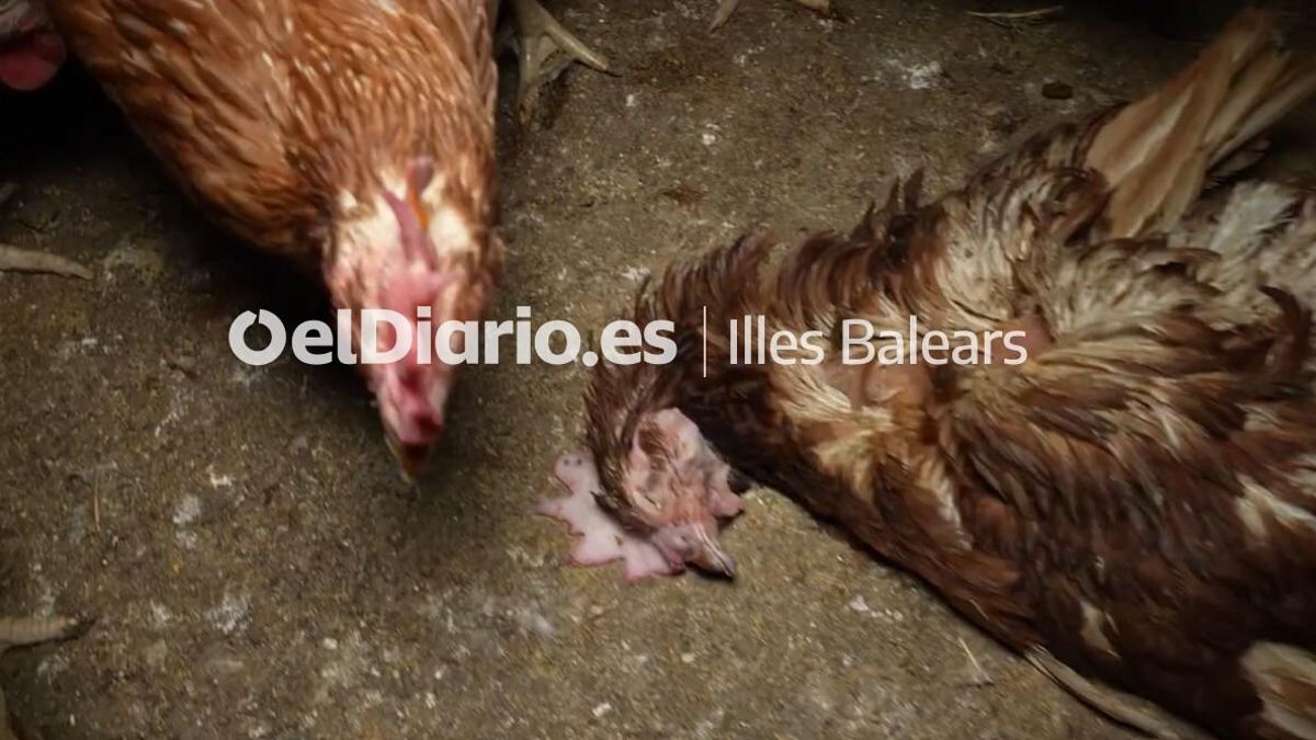 Una gallina muerta.