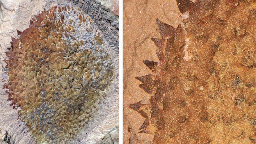 Una babosa espinosa de 500 millones de años revela el origen de los moluscos