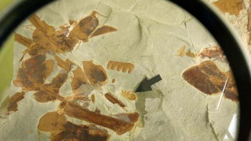 César Sánchez / ICAL Fósil de una araña expuesto en la sede de la Asociación Mineralógica Aragonito Azul, en la Casa de las Gentes de Bembibre (León), y que es la imagen de un sello con motivo del X aniversario de la asociación.