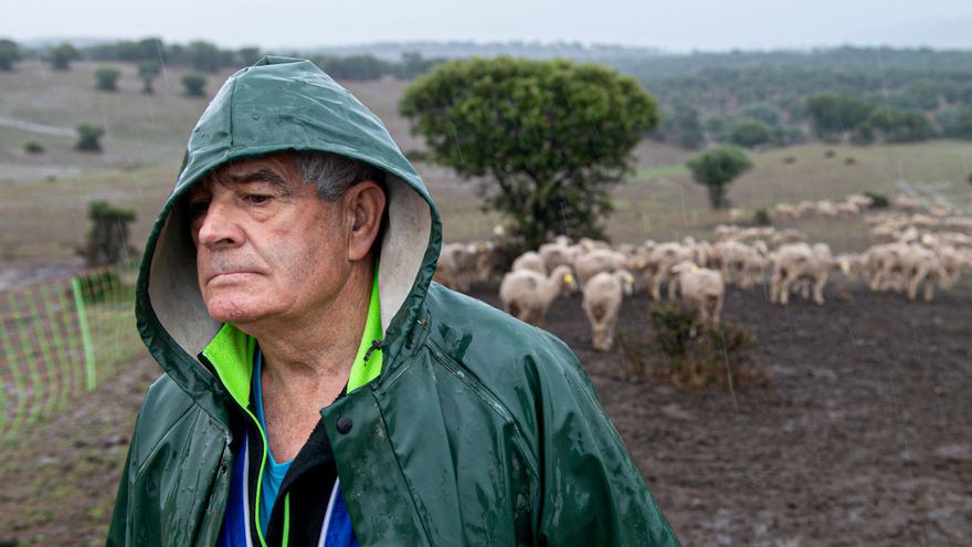 Los ganaderos trashumantes atrapados en Ciudad Real, preocupados por el aumento de temperaturas para próximos días