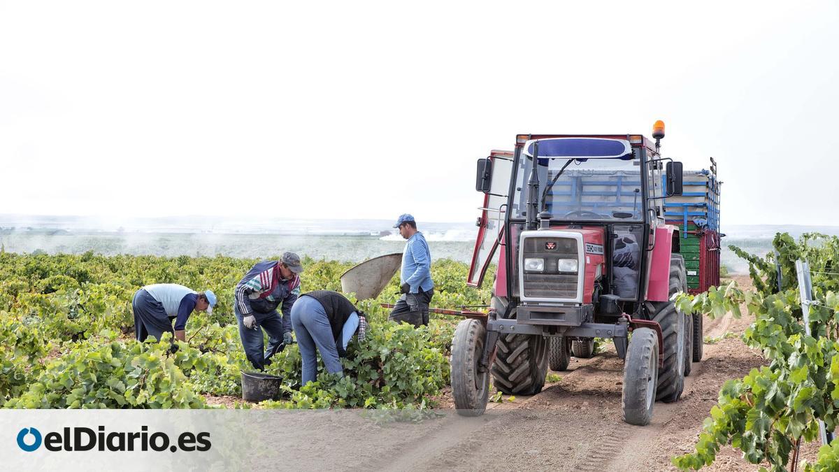 Cooperativas Agroalimentarias estima la cosecha de vino y mosto en unos 24 millones de hectolitros en Castilla-La Mancha