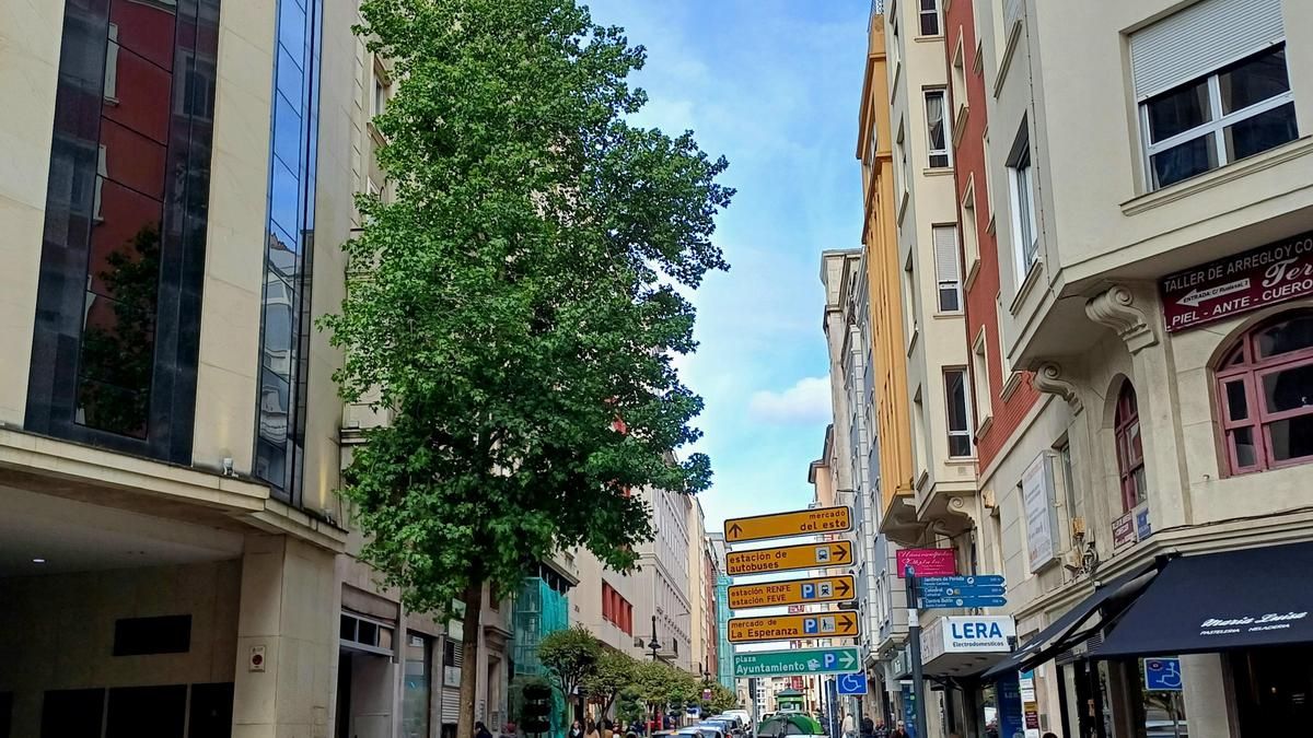 La última primavera de 55 árboles de Santander que serán eliminados por el Ayuntamiento