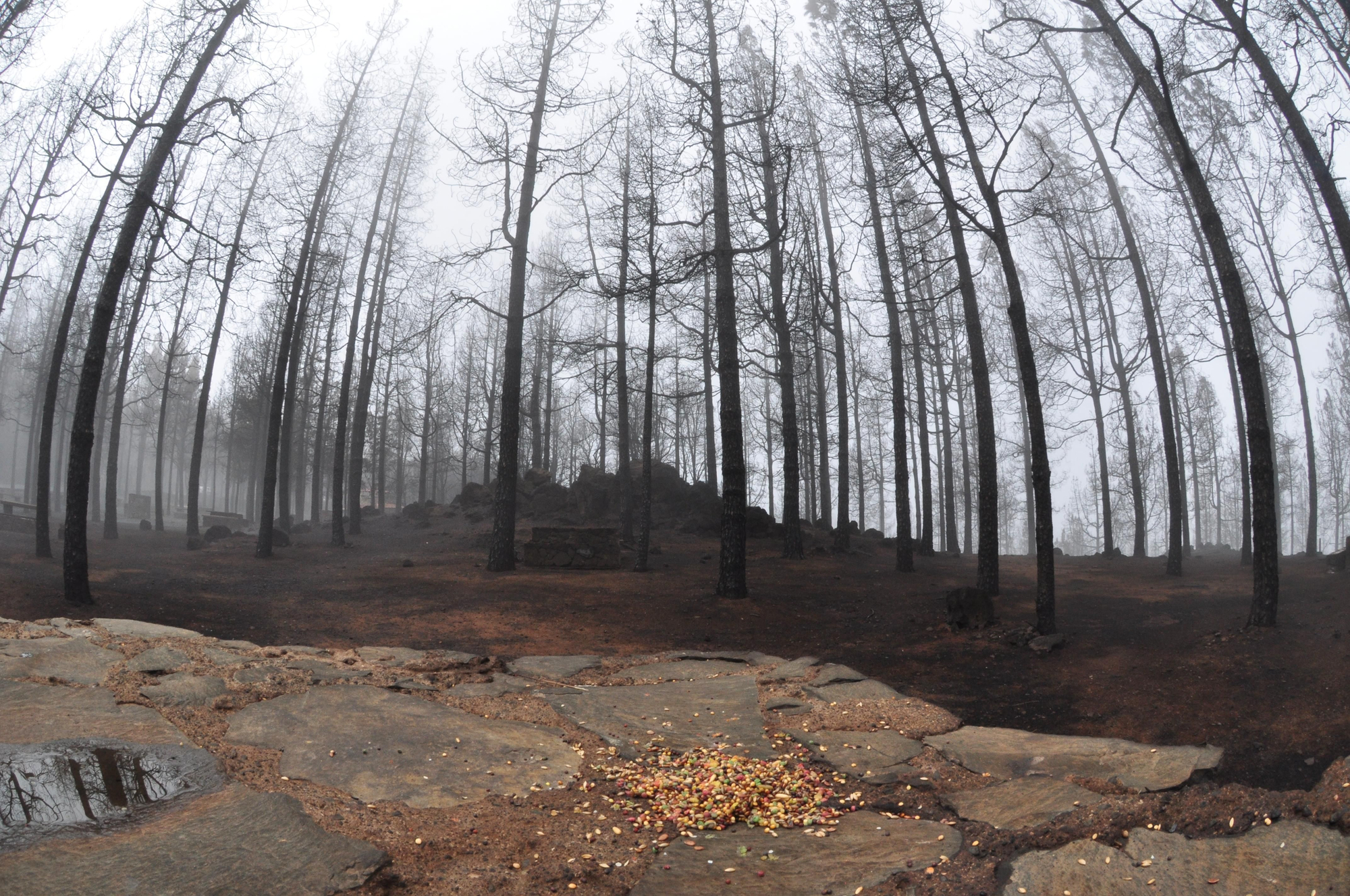 Pinar arrasado en Gran Canaria