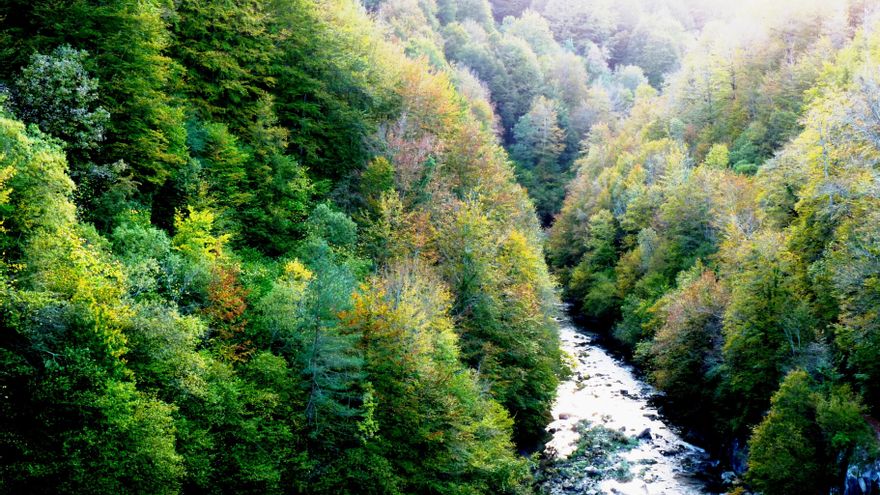 El bosque navarro que parece infinito: más de 17.000 hectáreas de hayas y abetos en la Selva de Irati