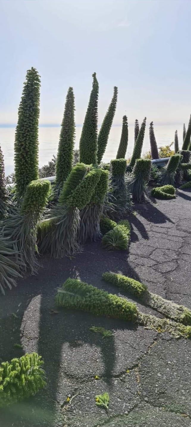 Parte de las plantas cortadas.