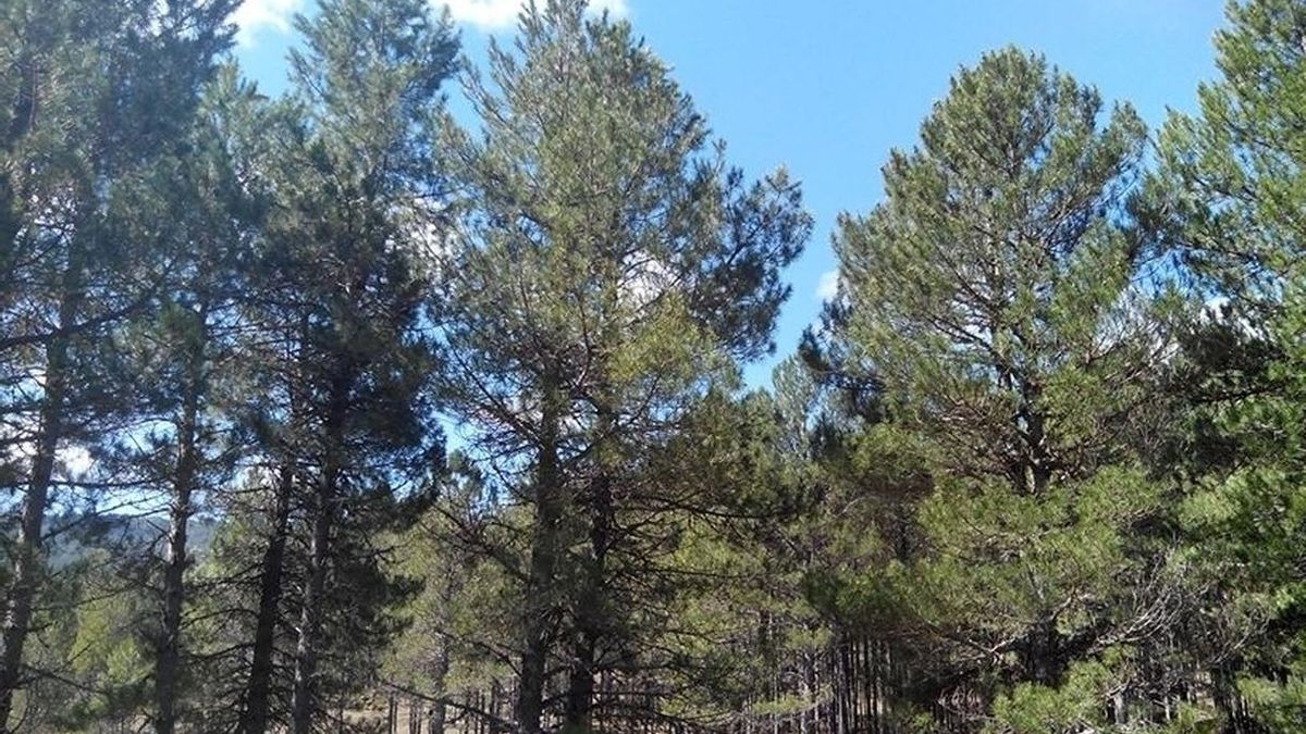 La Diputación de Álava destinará 164.000 euros a reforestar varios montes en riesgo de erosión