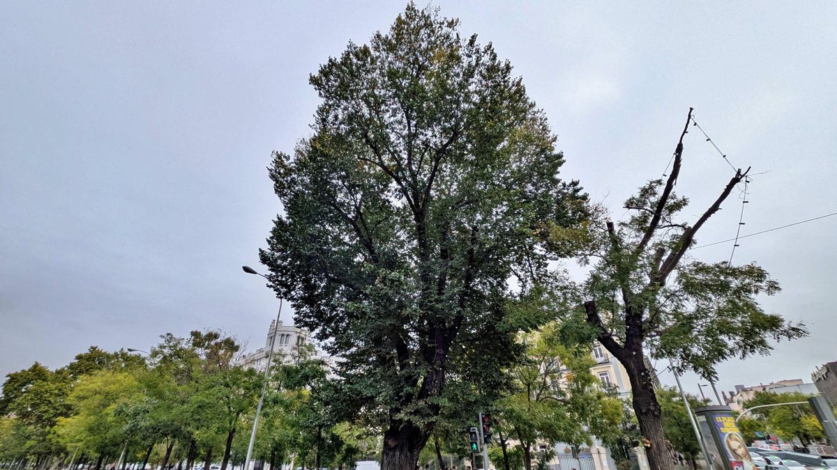 El árbol más antiguo en las calles de Madrid es un olmo de 190 años que sobrevivió a una plaga casi implacable