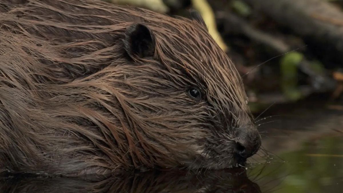 En algunos tramos solo dejan árboles caídos y acumulaciones de madera