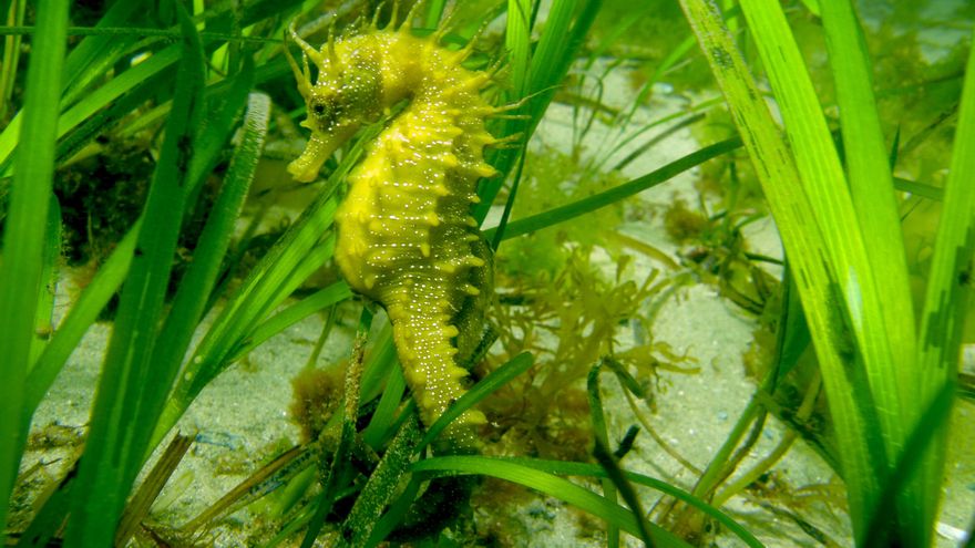 Santuario para caballitos de mar en Vigo: arrecifes artificiales frente a la pérdida de su hábitat natural