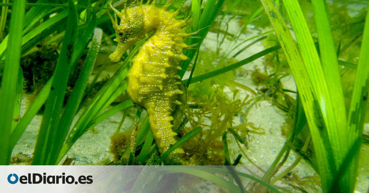 Santuario para caballitos de mar en Vigo: arrecifes artificiales frente a la pérdida de su hábitat natural