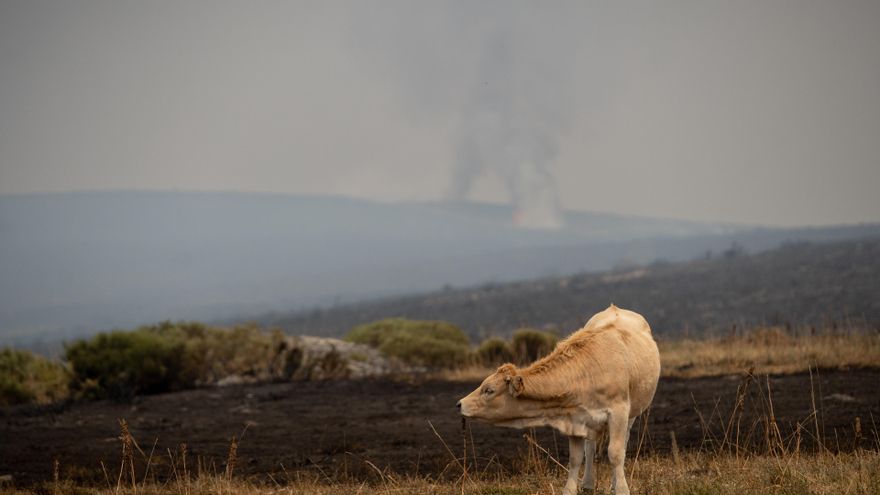 Vista de un fuego, a 19 de agosto de 2025, en España