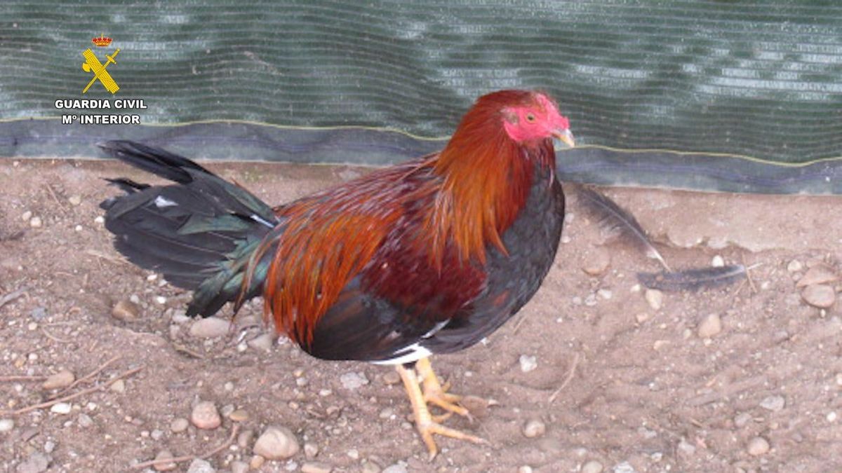 Imagen de uno de los gallos localizados por la Guardia Civil.