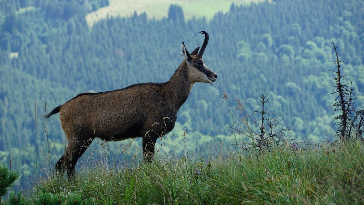 Piatra Craiului, un paraíso para las cabras montesas.