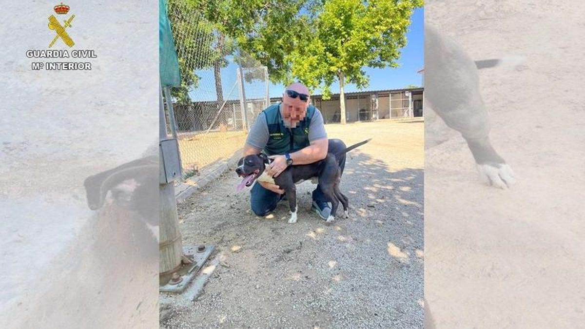 Abandonar un perro atado al sol también puede ser un delito