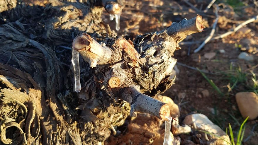 Viñedo en Pedro Muñoz