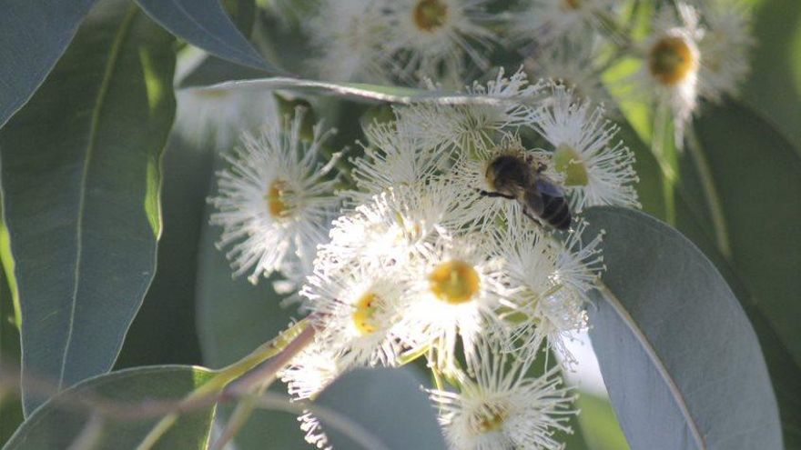 Flor de Eucalupytus Globulus.