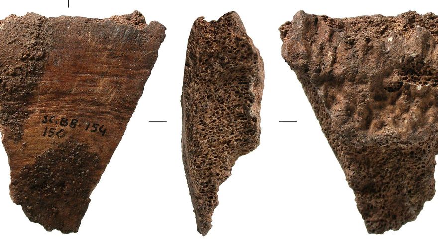 Fragmento de vértebra de rorcual común procedente del yacimiento vasco de Santa Catalina