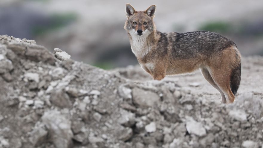 Álava certifica la presencia de un ejemplar de chacal dorado, el primero en la Península Ibérica