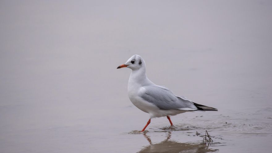 Detectan otro foco de gripe aviar en Vitoria y son ya 25 en Euskadi desde 2022