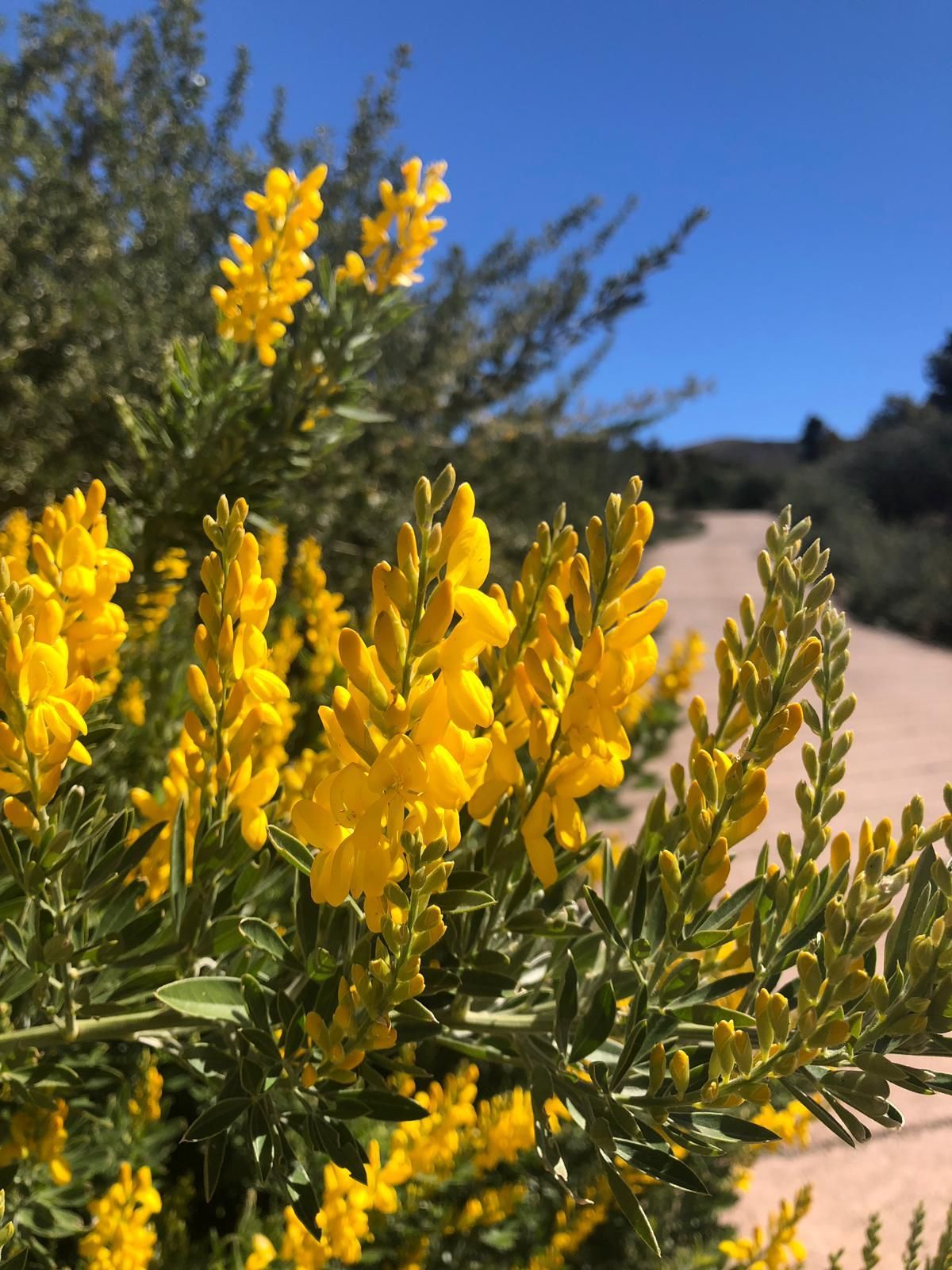 Gacias en el Llano de Las Ánimas (Puntagorda).  Foto: ÁNGEL PALOMARES.