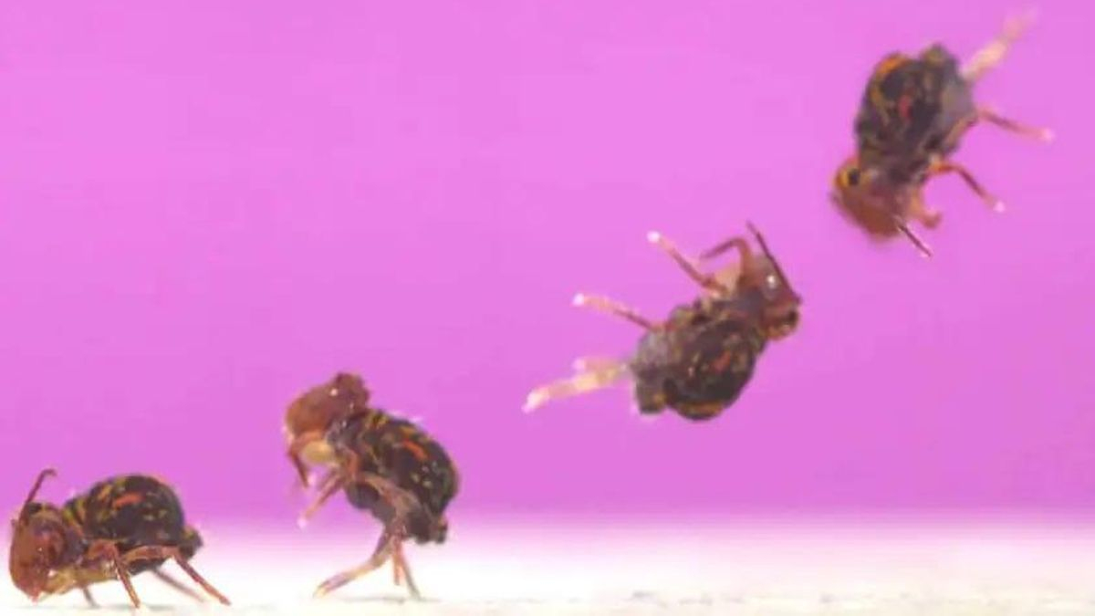 El animal que hace los backflips más rápidos del planeta mide 1 milímetro y vive en tu jardín