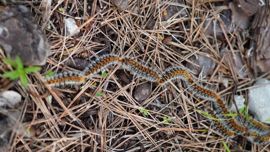 Qué hacer si una oruga procesionaria pica a tu perro