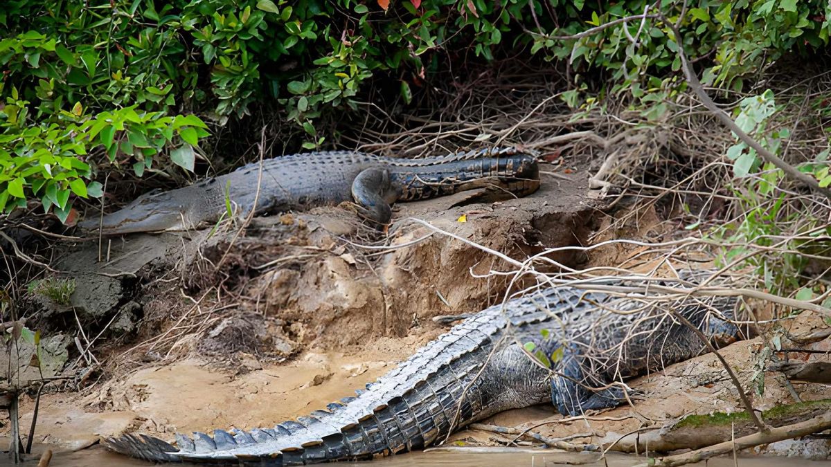El análisis microestructural de las cáscaras confirmó su origen en huevos de cocodrilos y permitió deducir que los mekosuquinos utilizaban los árboles