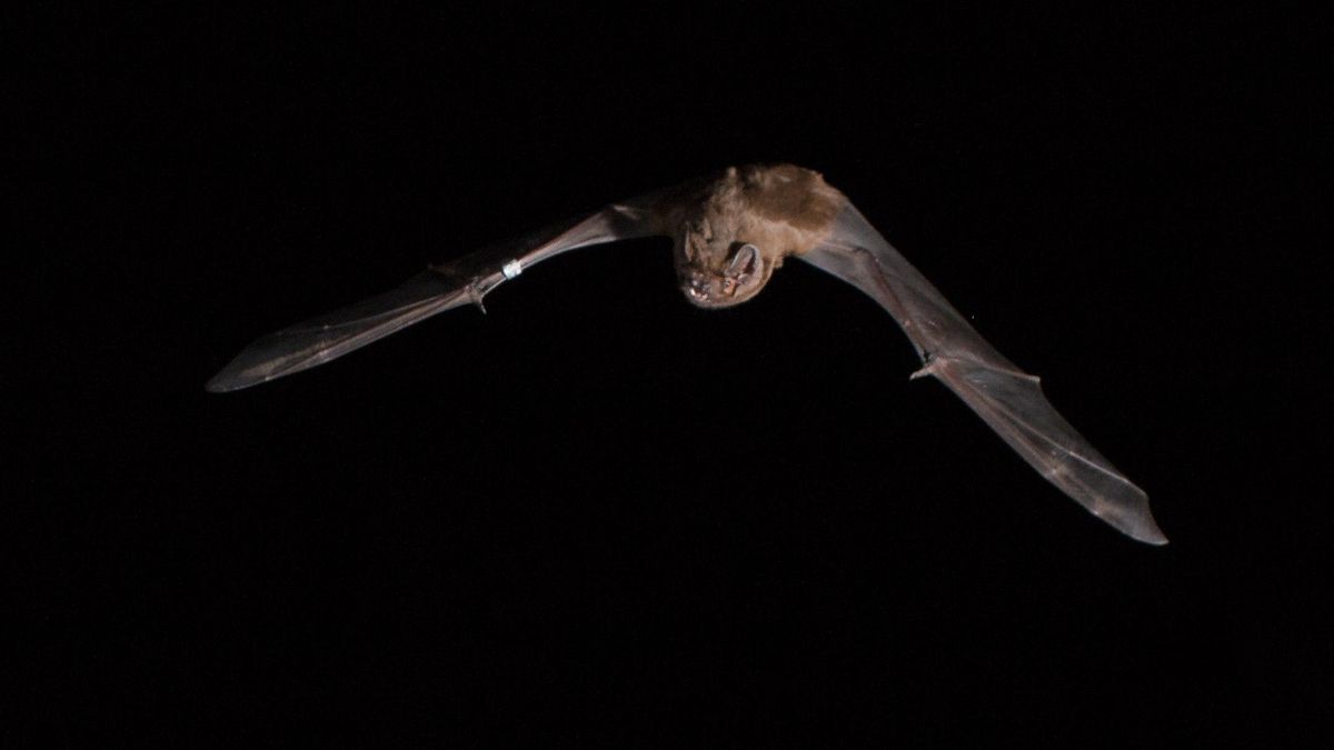 Documentan por primera vez cómo el murciélago 'gigante' de Doñana atrapa y devora pájaros en pleno vuelo