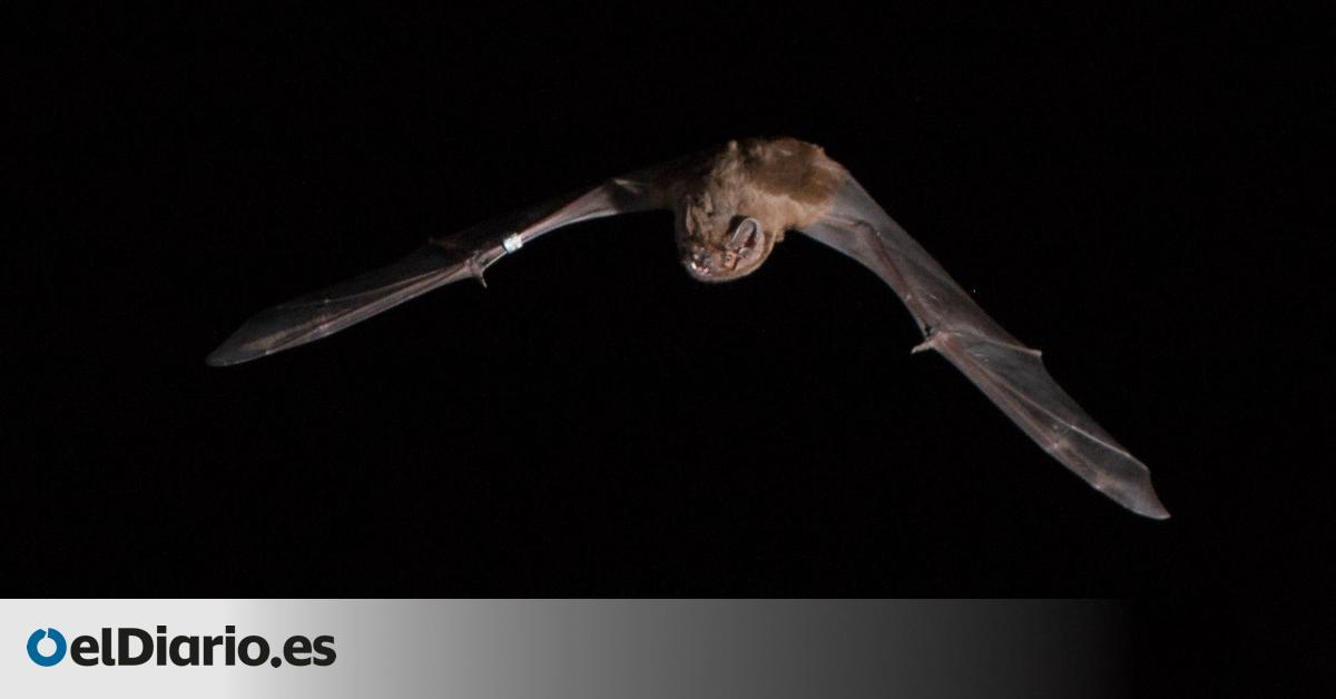 Documentan por primera vez cómo el murciélago 'gigante' de Doñana atrapa y devora pájaros en pleno vuelo
