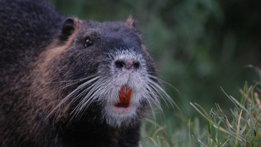 La inusual campaña oficial de Estados Unidos para frenar la invasión de rata nutrias: hacerse un puchero con ellas