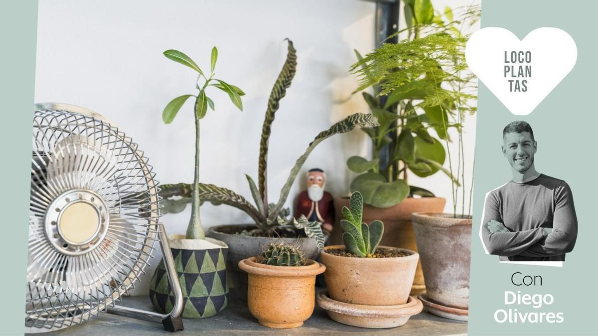 40 grados fuera pero fresquito en casa: cómo no cargarte tus plantas con el aire acondicionado y el ventilador