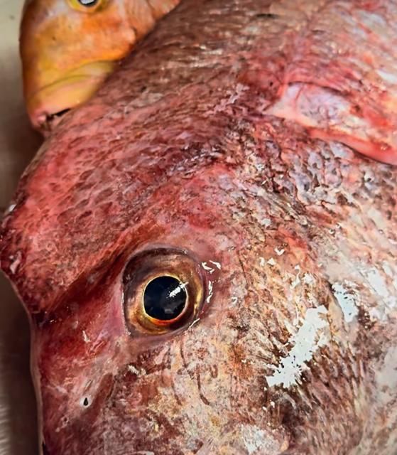 Pescado fresco.