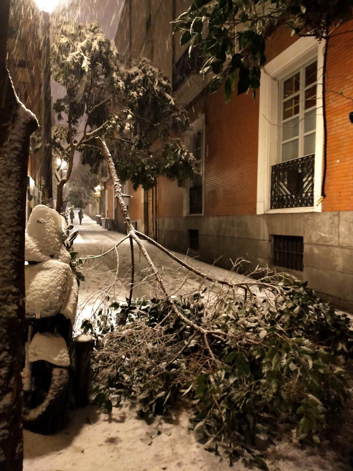 Ramas y árboles caídos en Malasaña a causa de la nieve