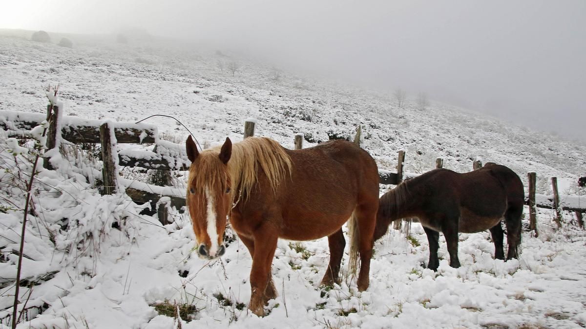 Cabellos entre la nieve en las proximidades del puerto de Pajares.