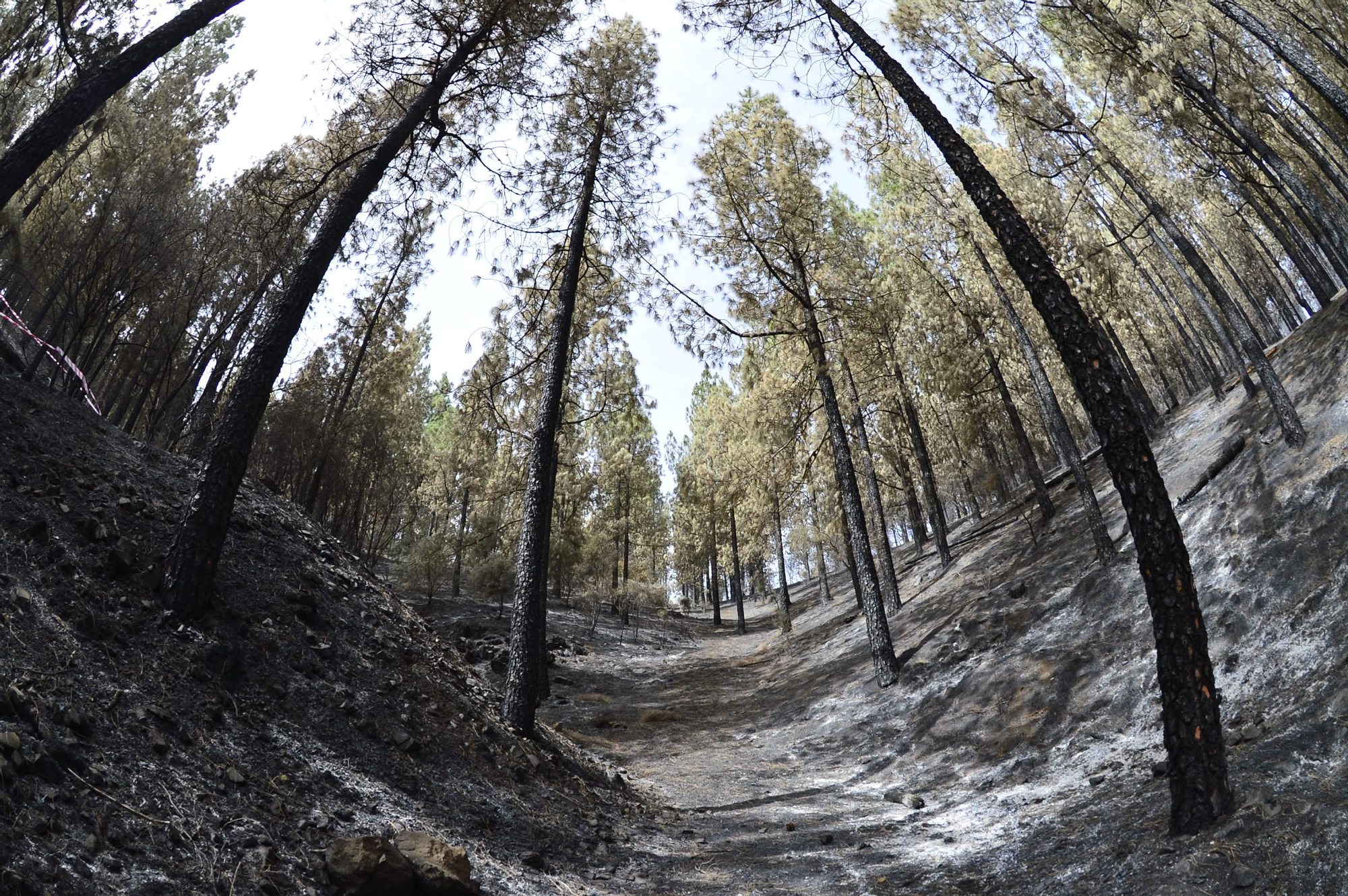 Efectos del incendio en la cumbre de Gran Canaria. (ÁNGEL SARMIENTO)