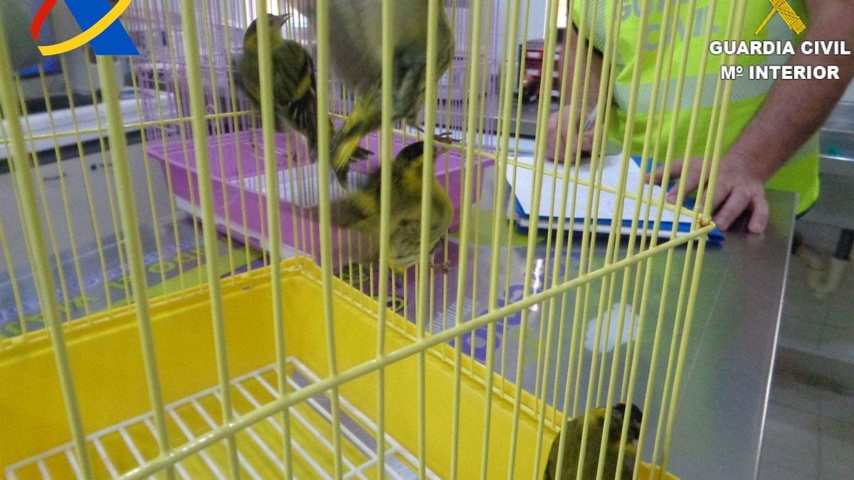 La Guardia Civil interviene 39 aves silvestres en el Aeropuerto de Gran Canaria. / FOTO: CEDIDO POR GUARDIA CIVIL