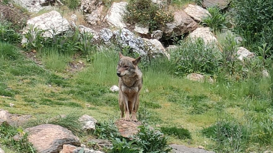 La candidata del PP de La Rioja: "Hay dos pueblos de Cantabria sitiados por el lobo, los niños no pueden salir a la calle"
