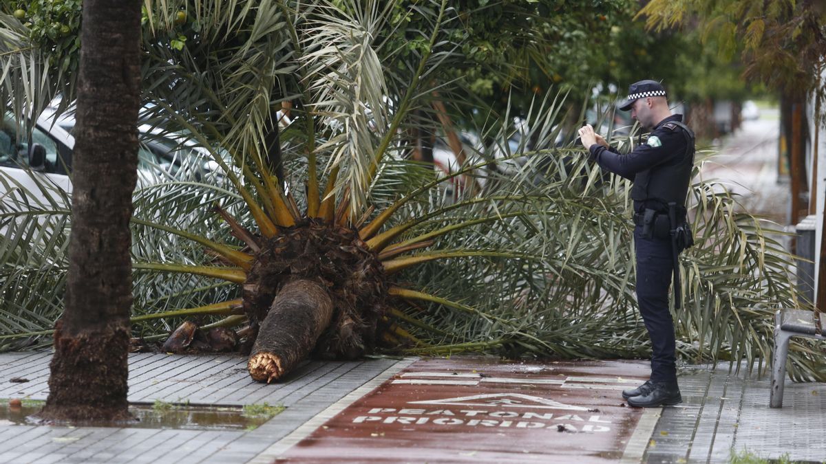 El temporal provoca las caídas de árboles, postes eléctricos y placas de una fachada en el Sector Sur