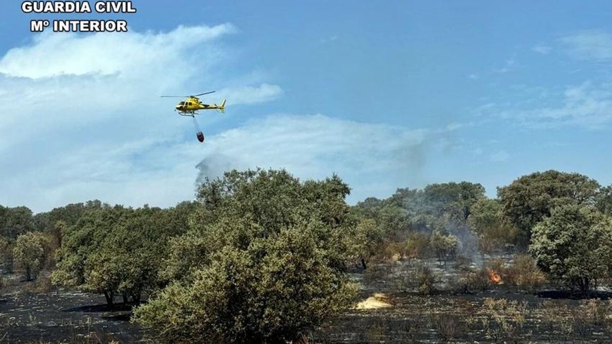 Una "bola de fuego" tras el choque de un buitre con un tendido eléctrico originó el incendio de Valdecaballeros