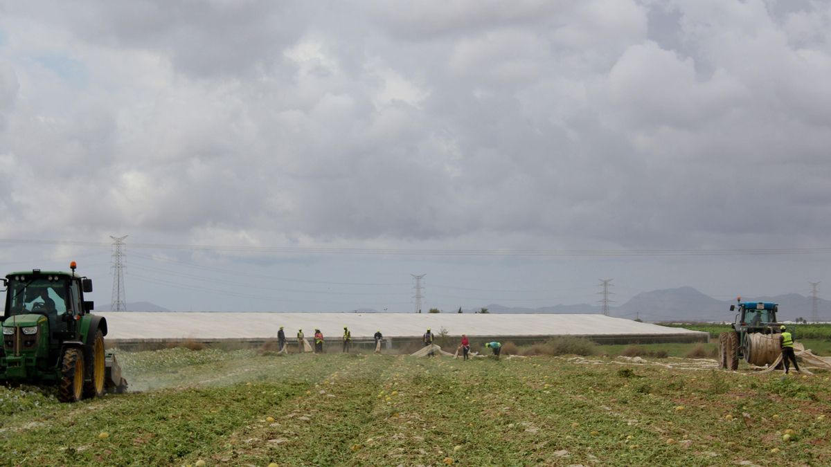 Una cuadrilla de trabajadores senegaleses recoge los plásticos que abrazan la tierra de una finca de El Jimenado, pedanía de Torre Pacheco. Hay que preparar la tierra para una nueva cosecha.