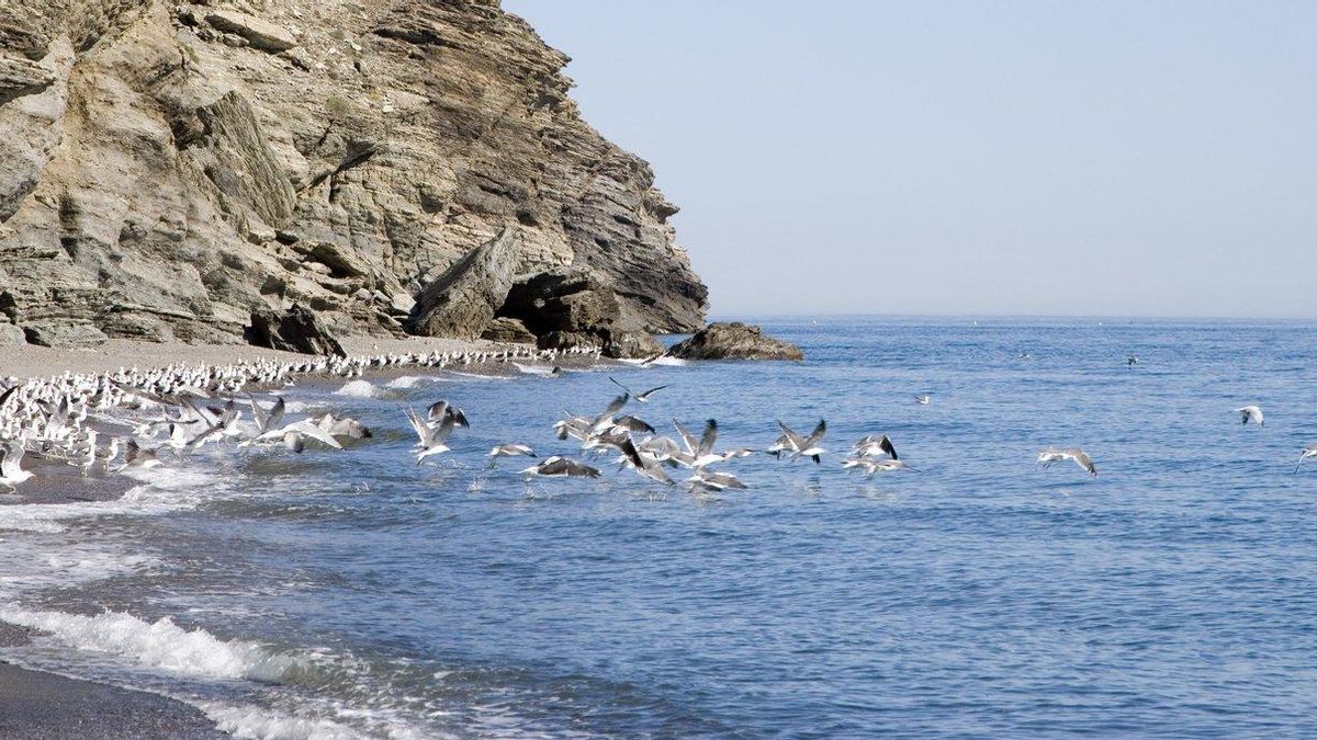 Las pequeñas calas escondidas en un acantilado de Granada para disfrutar de un día tranquilo de playa